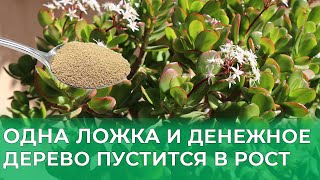 Любопытная подкормка денежного дерева для обильного роста. Делюсь своим секретом!