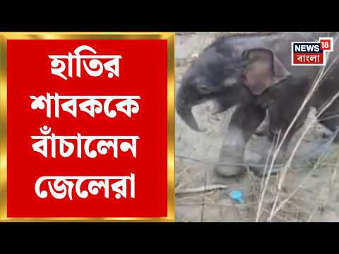 Elephant Rescue | তিস্তা থেকে উদ্ধার হস্তিশাবক! জেলেদের তৎপরতায় বাঁচল হাতির শাবক | Bangla News
