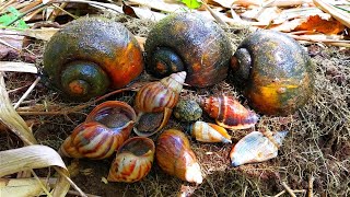 Hunting snail! Menemukan Hewan Lucu, Keong Bekicot, Keong mas, Kelomang Dan Kaki Seribu [Millipedes]