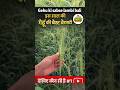 गेहूं की सबसे लम्बी बाली वाली वैरायटी #farmer #farming #kisan #agro #youtubeshorts #shorts #yt