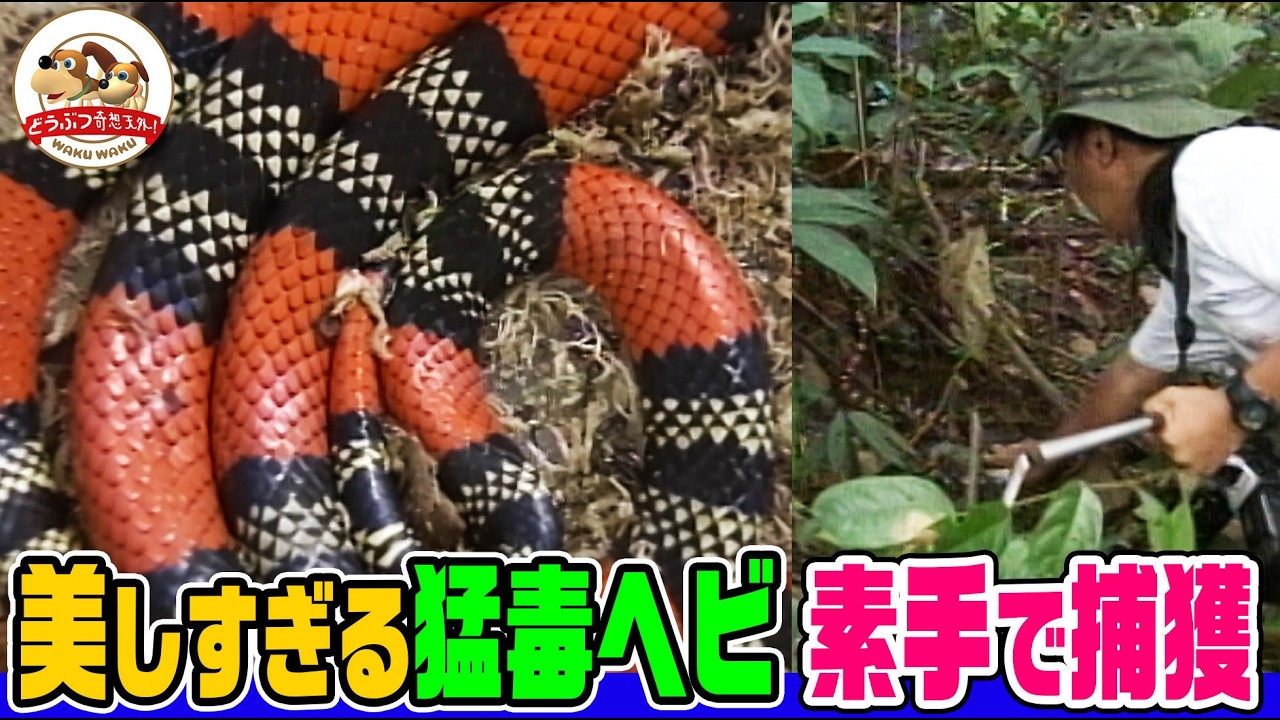 【美女には気をつけろ！by千石先生】綺麗だが猛毒を持つサンゴヘビを素手で捕獲！南米の動物たちはサンゴヘビ模様のバナナを食べるか検証【どうぶつ奇想天外／WAKUWAKU】
