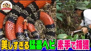 【美女には気をつけろ！by千石先生】綺麗だが猛毒を持つサンゴヘビを素手で捕獲！南米の動物たちはサンゴヘビ模様のバナナを食べるか検証【どうぶつ奇想天外／WAKUWAKU】