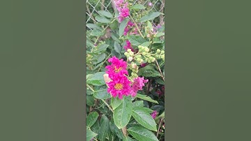 Bán cây bằng lăng tím, bằng lăng hồng giống 0977973535