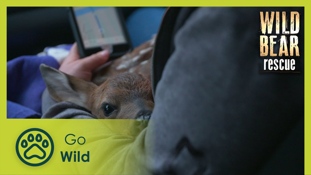 Documentary backdrop image for Wild, Wild Grizzly (2024)