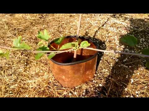 Video: Gründe für gelbe Blätter auf fruchtloser Maulbeere