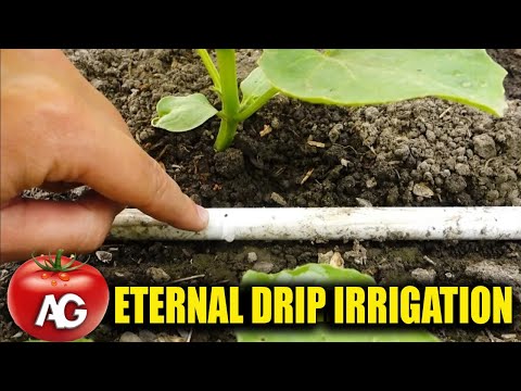 Video: How to make drip irrigation with your own hands?