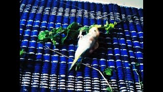 Budgie/Budgeriar(love birds) Bath With MINT Leaf.