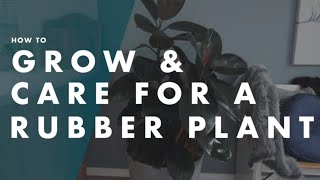 How To Care For A Rubber Plant - Bunnings Warehouse