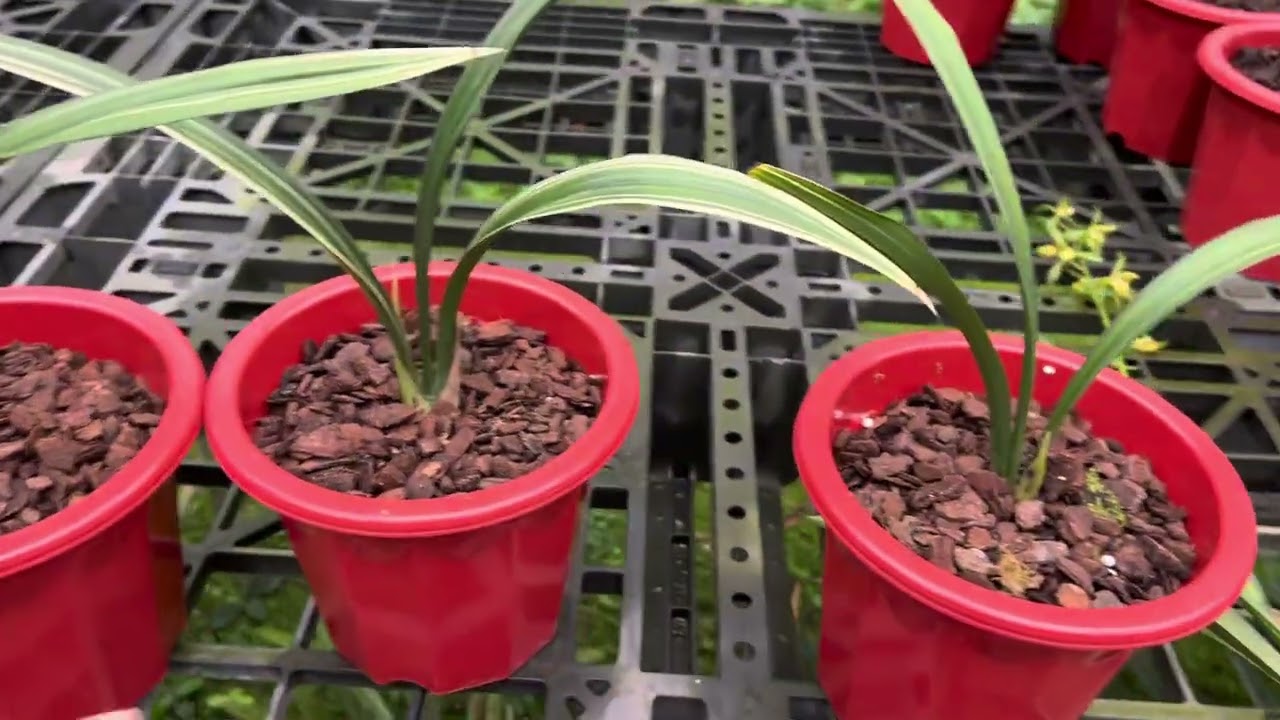 Xuất Địa Lan Mặc Chớp, Đại Thanh LV, LH 0826111000