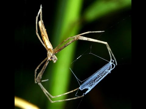Video: Zıplayan örümcekler Nasıl Avlanır