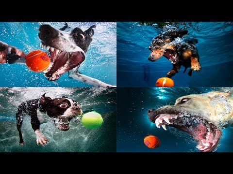 Жизнь собак / На что способны собаки (Discovery Channel)
