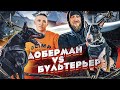 БУЛЬТЕРЬЕР против ДОБЕРМАНА | как Дед Виталий тренирует ПИТБУЛЯ