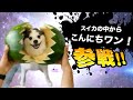 爆笑イッヌ全員参戦!!part4