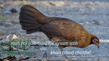 Suab poj qaib tsauj me nyuam qaib qus / tiếng gà mái cụt tác gọi con cực chuẩn.