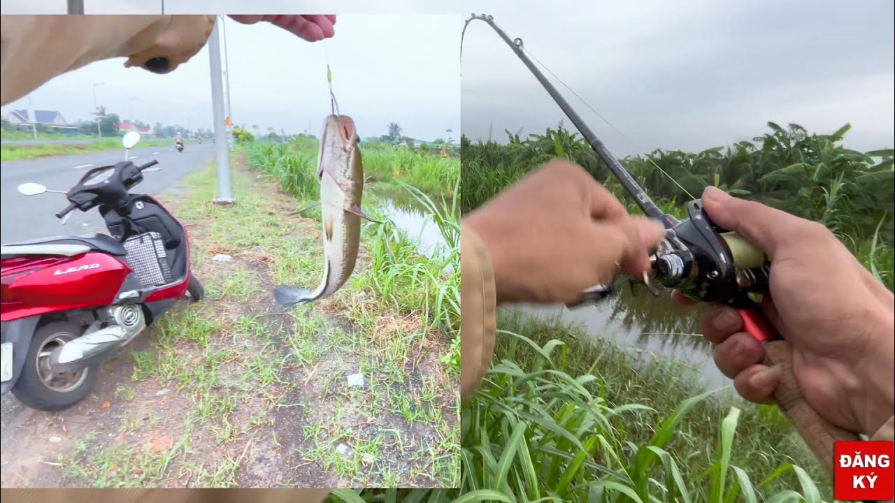 Câu cá lóc vành đai tân an . Phuong ND.