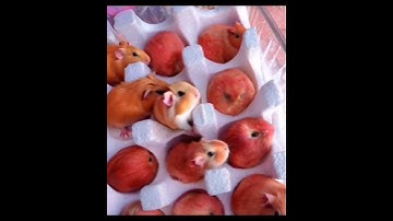 Thumbnail of Which one is a Guinea Pig and which one is a Apple?