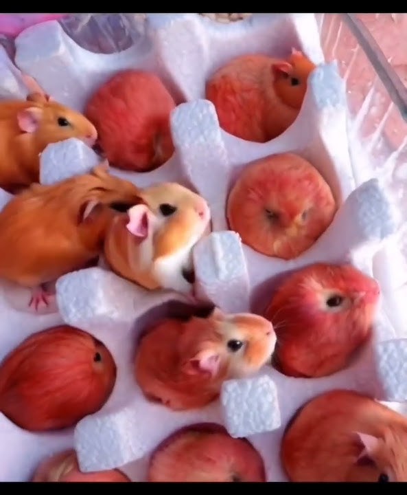 Which one is a Guinea Pig and which one is a Apple?