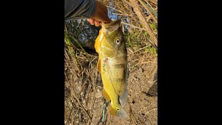 Peacock Bass in Miami. Catching this peacock bass on a soft plastic worm wasn’t easy!!!