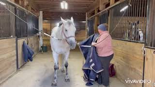 Blanketing 101 at JD Show Horses