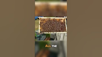 How to Handle a Drone Laying Queen in Beekeeping