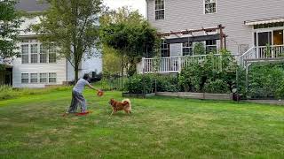 Finnish spitz catches a frisbee in backyard #finnishspitz #americaneskimo #dogfrisbee #unleashdog