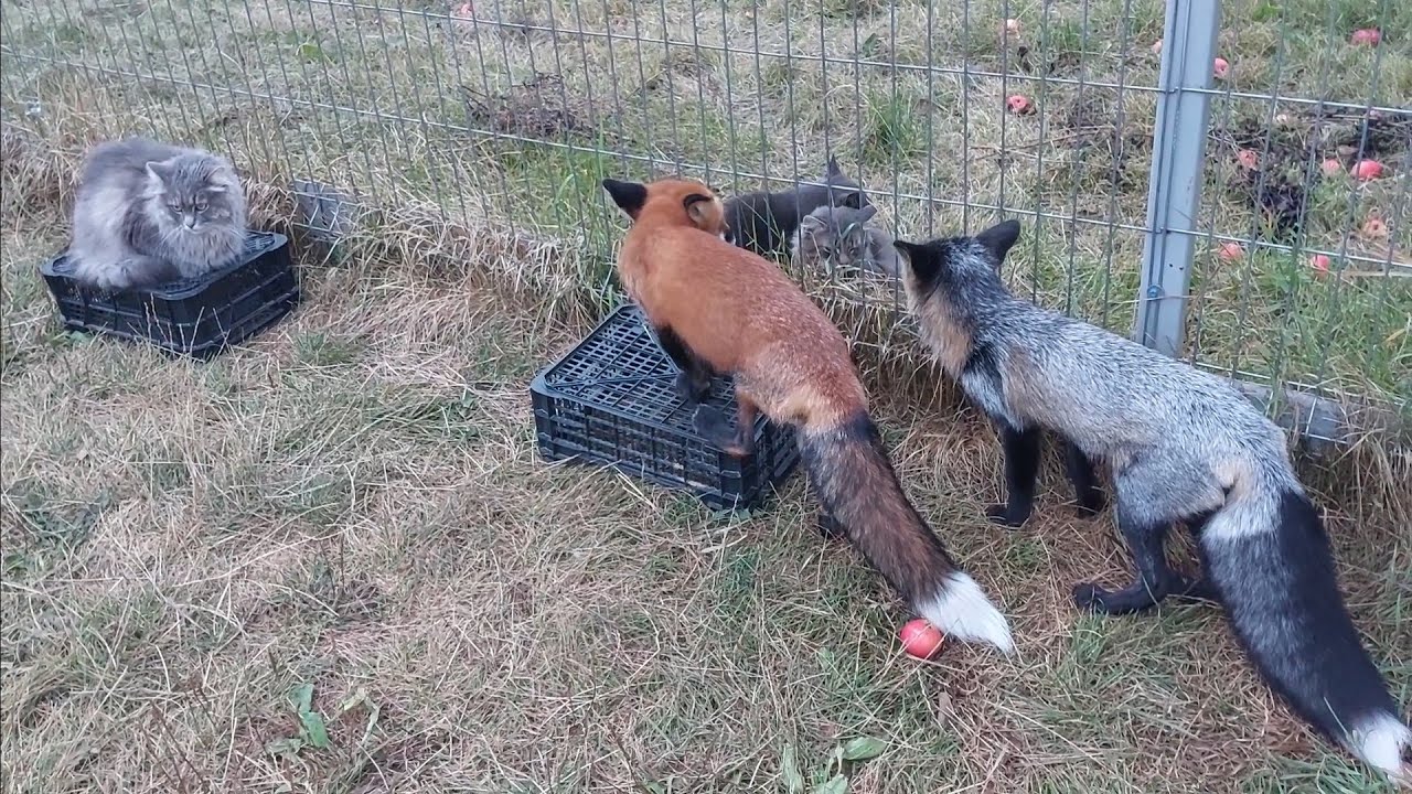 Две лисы и три кота - YouTube