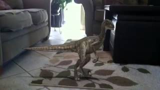 A RAPTOR IN MY House!