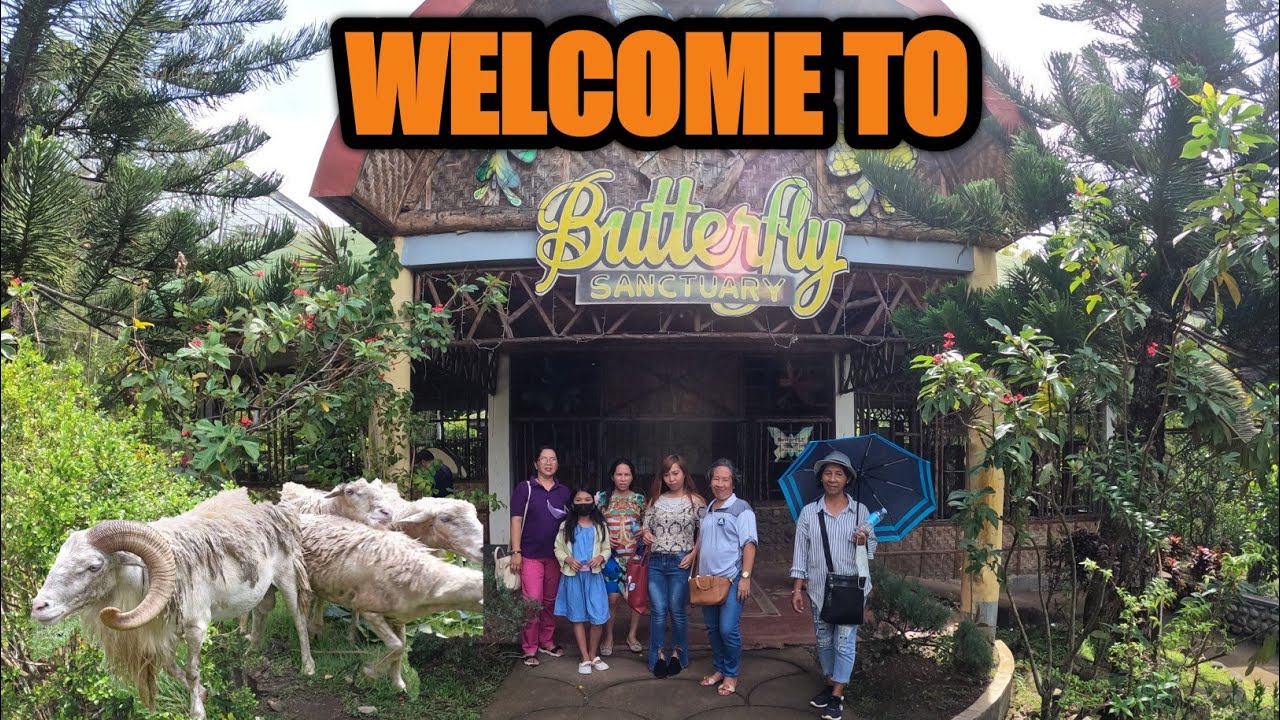 TO BUTTERFLY SANCTUARY PASONANCA ZAMBOANGA CITY butterfly 