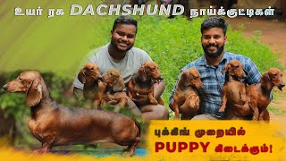 Dachshund dog farm|Dachshunddog kennels in tamil nadu |DOG FOR SALES, PUPPY SALES ,DOG Kennels Tamil