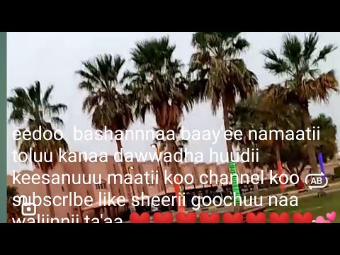 Eedoo Baay Ee Barreedaa Daawwaadhaa Maatii Koo