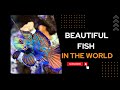 20 MOST BEAUTIFUL FISH in the World | The Most Beautiful Fishes of The Seas