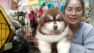 Chó Alaska giá bao nhiêu? | Tại sao chó alaska đắt hơn dòng chó khác #alaska #husky #golden #pom
