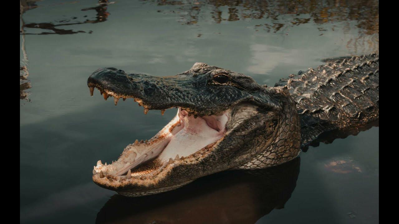 wildlife-facts-imagine-the-bite-force-of-alligators-which-is-2000
