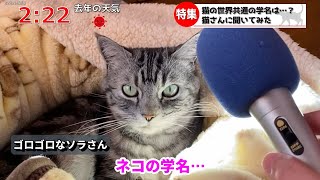 【猫ニュース】意外と知らない「猫の学名」を猫さんに聞いてみた。