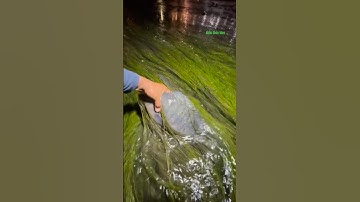 Cá Lớn - Rô Phi Khủng ẩn nấp dưới rong 😱 #khacthuyvlogg