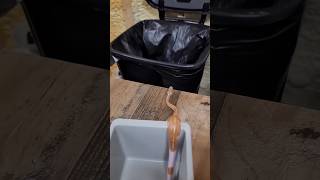 Can You Identify These Python Morphs? #shortvideo #snake #python