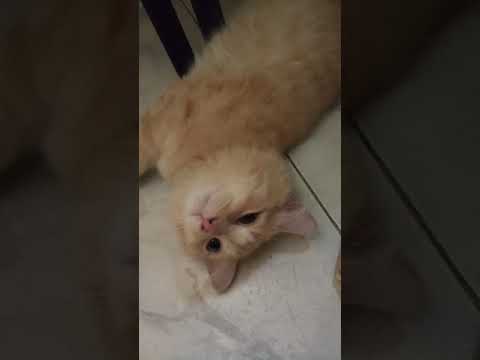 غمزلي مرة بعيونه