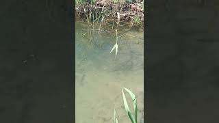 Рыба в реке прямо на берегу