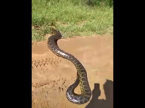 La reacción de un productor agropecuario al encontrarse con una Anaconda Amarilla