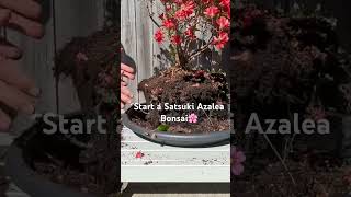 Nursery Stock to Bonsai Satsuki Azalea⭐️?? bonsai azalea gardening flowers satsuki