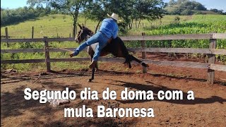 Segundo dia de doma com a mula Baronesa