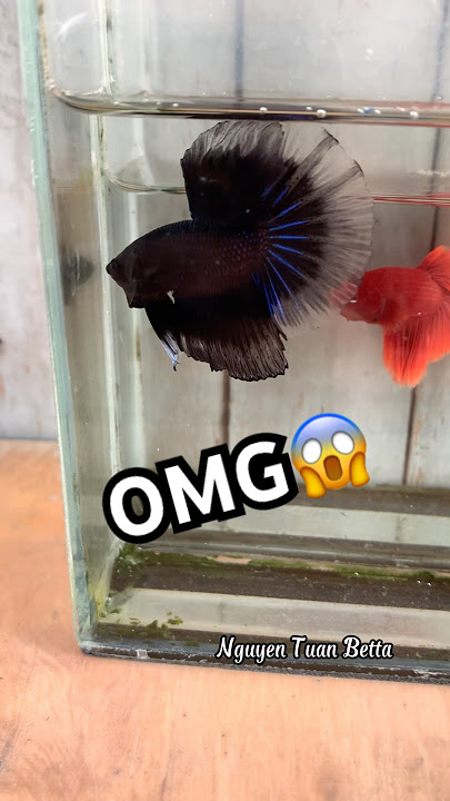 betta half moon development🥰#betta #bettafishtank