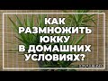 Как размножить юкку в домашних условиях? | toNature.Info