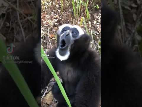 Video: Differenza Tra Scimmia Urlatrice E Scimmia