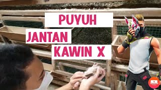 Memilih jantan indukan puyuh