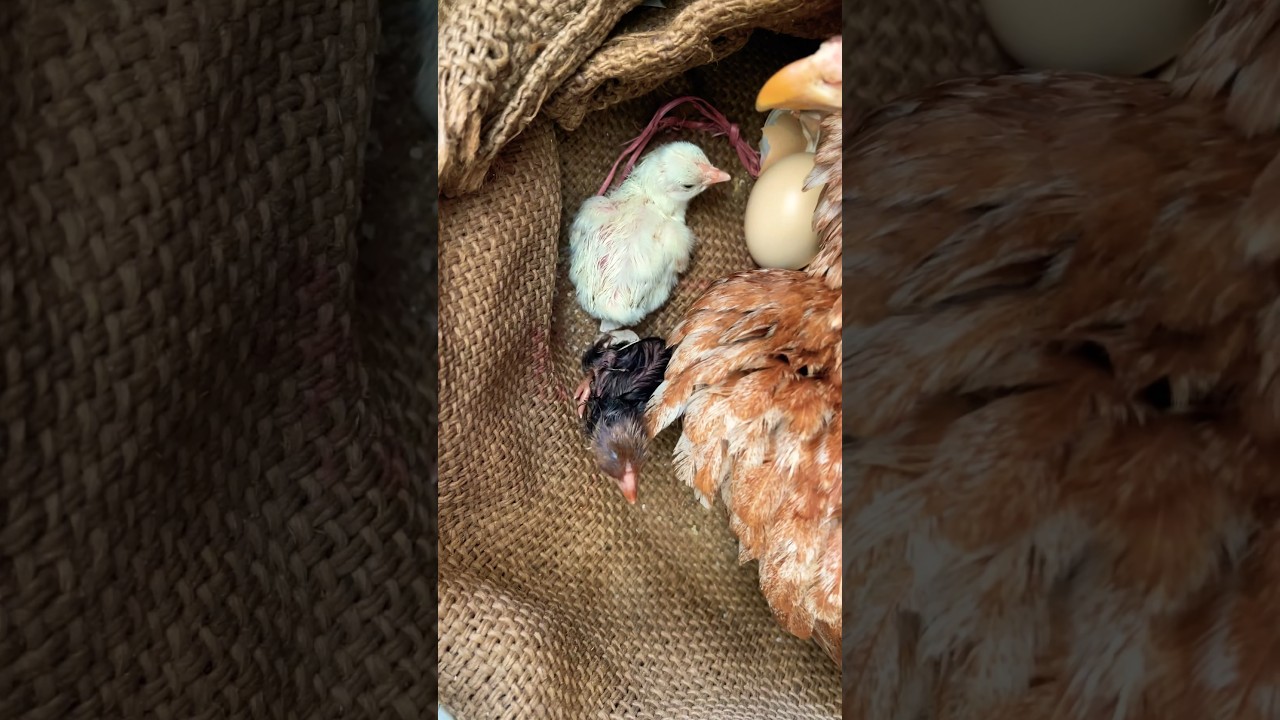 Amazing Born Chicks !!! Hen Harvesting Eggs To Chicks|| Natural Hatching 