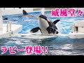 「ラビーと匠」サブプールから登場!!キレッキレパフォーマンス 鴨川シーワールド シャチショー KamogawaSeaWorld