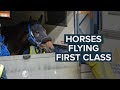 FIT TO FLY: TRAVELLING RACEHORSES AROUND THE WORLD