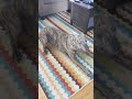 Dog won't eat her treat until her owner does a dance with her!