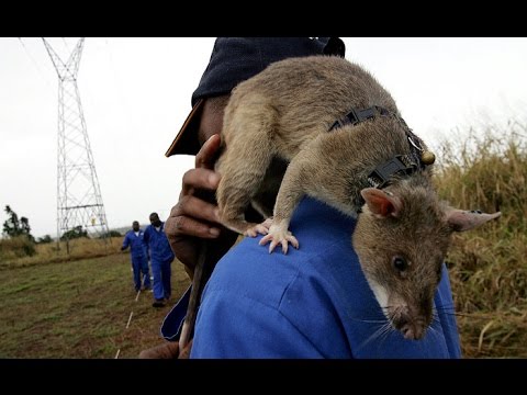 Vidéo: Les Rats Géants Aident L'humanité